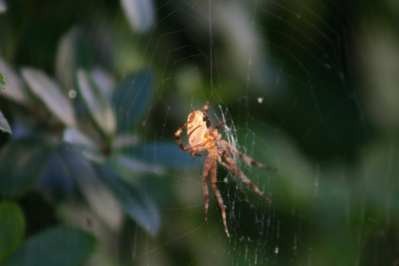 small_img_5636.jpg