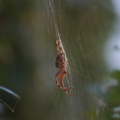 small_img_5642
